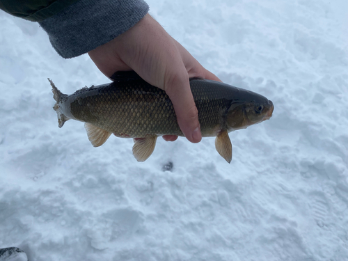 Utah-kopvoorn (Gila atraria) — Cyprinidae — 3