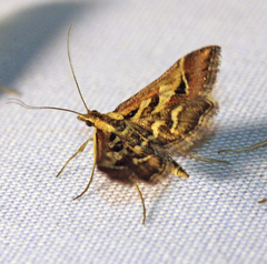 Diasemia grammalis