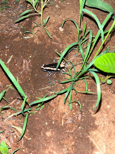 Red-Banded Rubber Frog