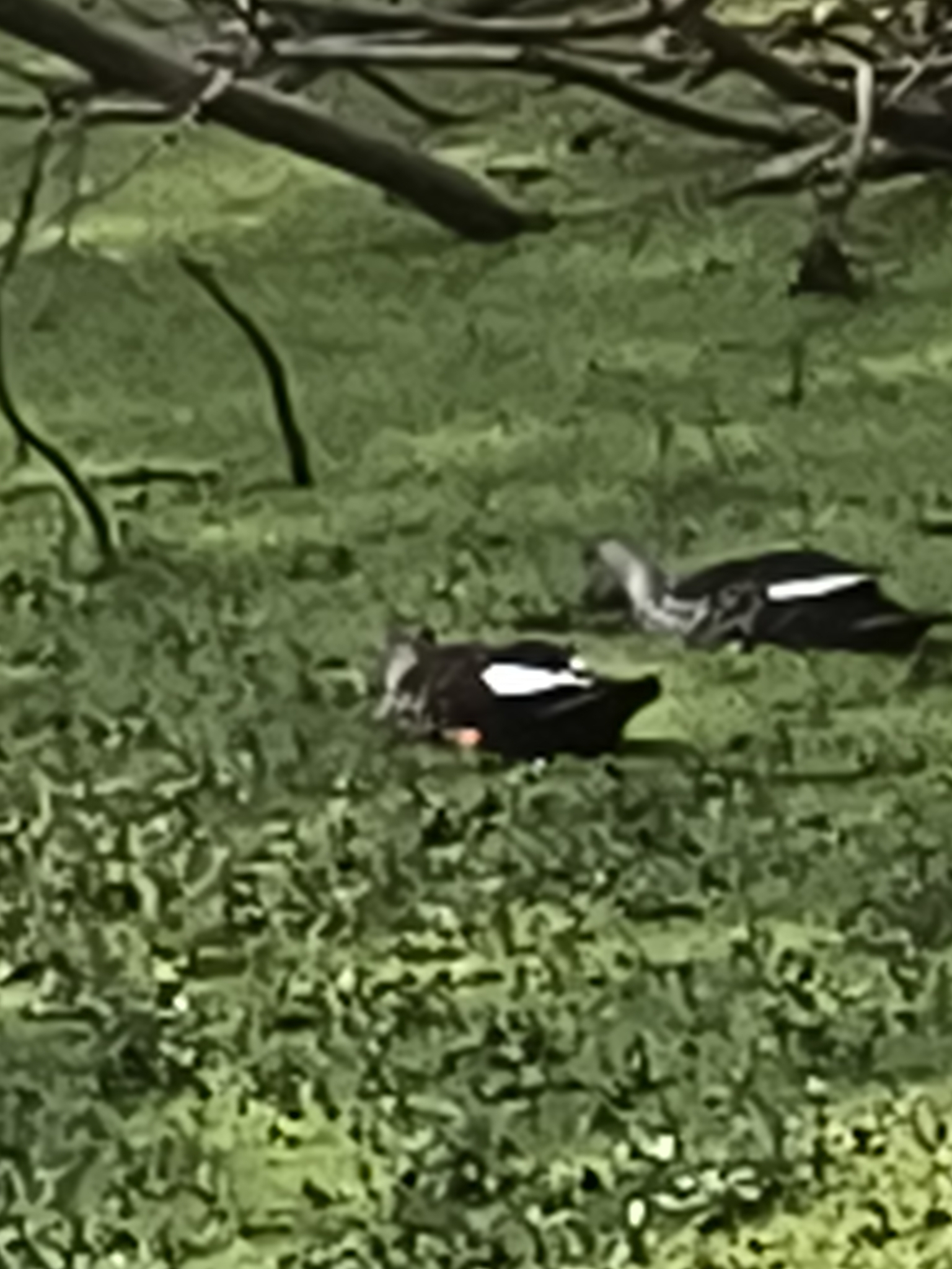 Indian Spot-billed Duck (Anas poecilorhyncha), photo 2
