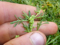 Lepidium coronopus
