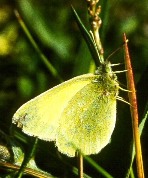 Moorland Clouded Yellow