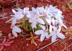 Macgregoria racemigera
