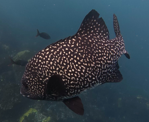 Pacific beakfish (Oplegnathus insignis) — Oplegnathidae