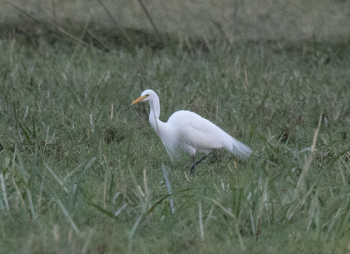 Yellow-billed Egret