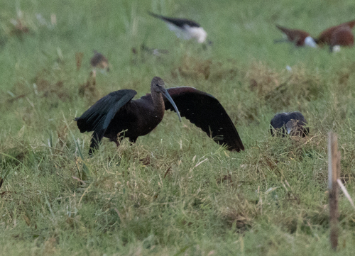 Glossy Ibis