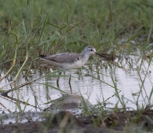 Marsh Sandpiper