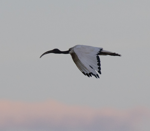 African Sacred Ibis