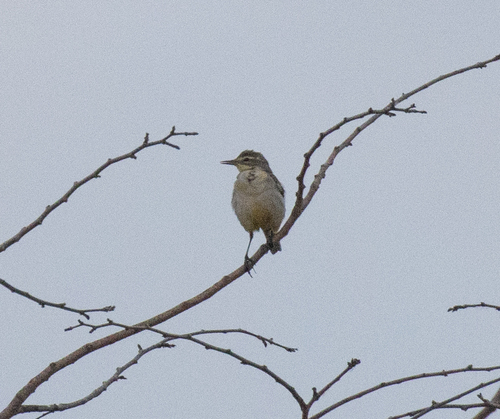 iNaturalist: (c) avocat, some rights reserved (CC BY-NC), uploaded by avocat iNaturalist image