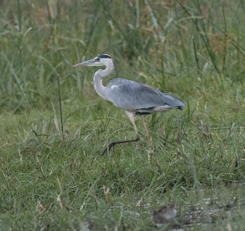 Grey Heron