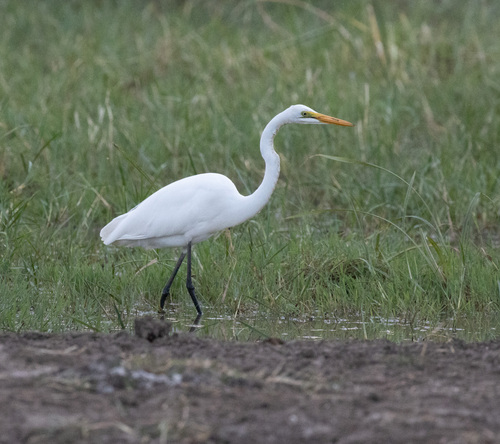 Great Egret