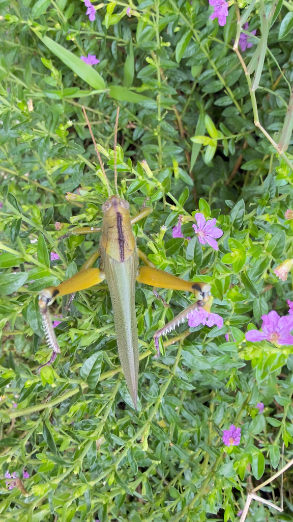 Cristacridium