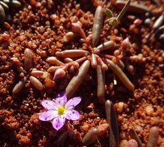 Calandrinia reticulata