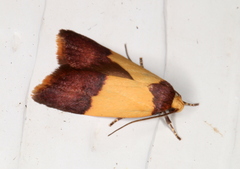 Heteroteucha dichroella