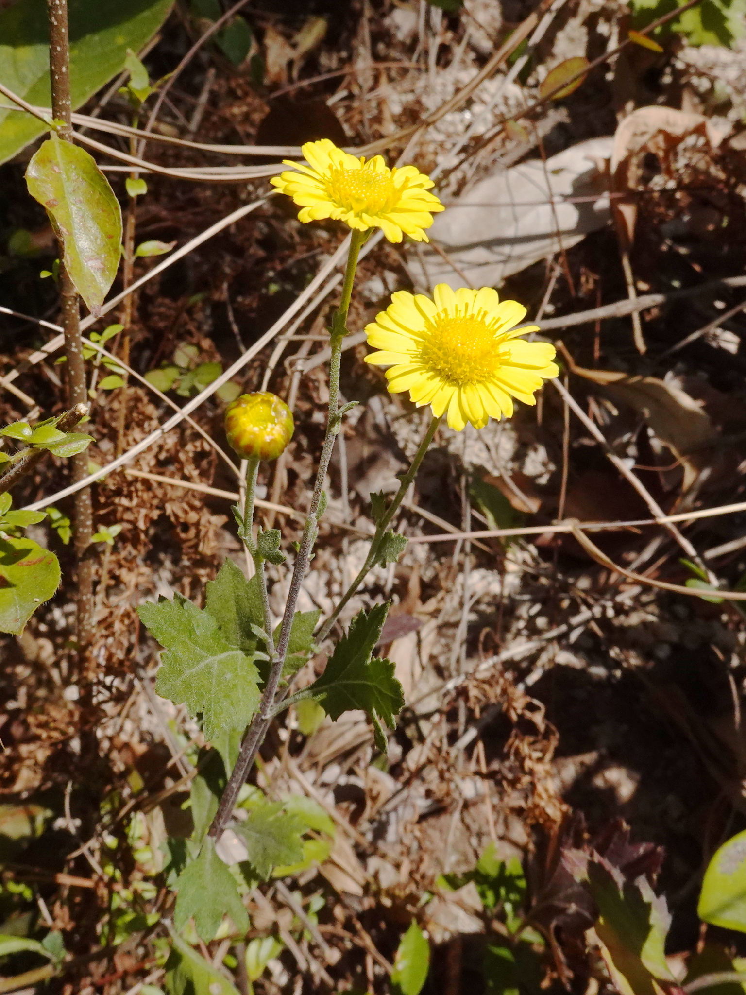 Florist's daisy