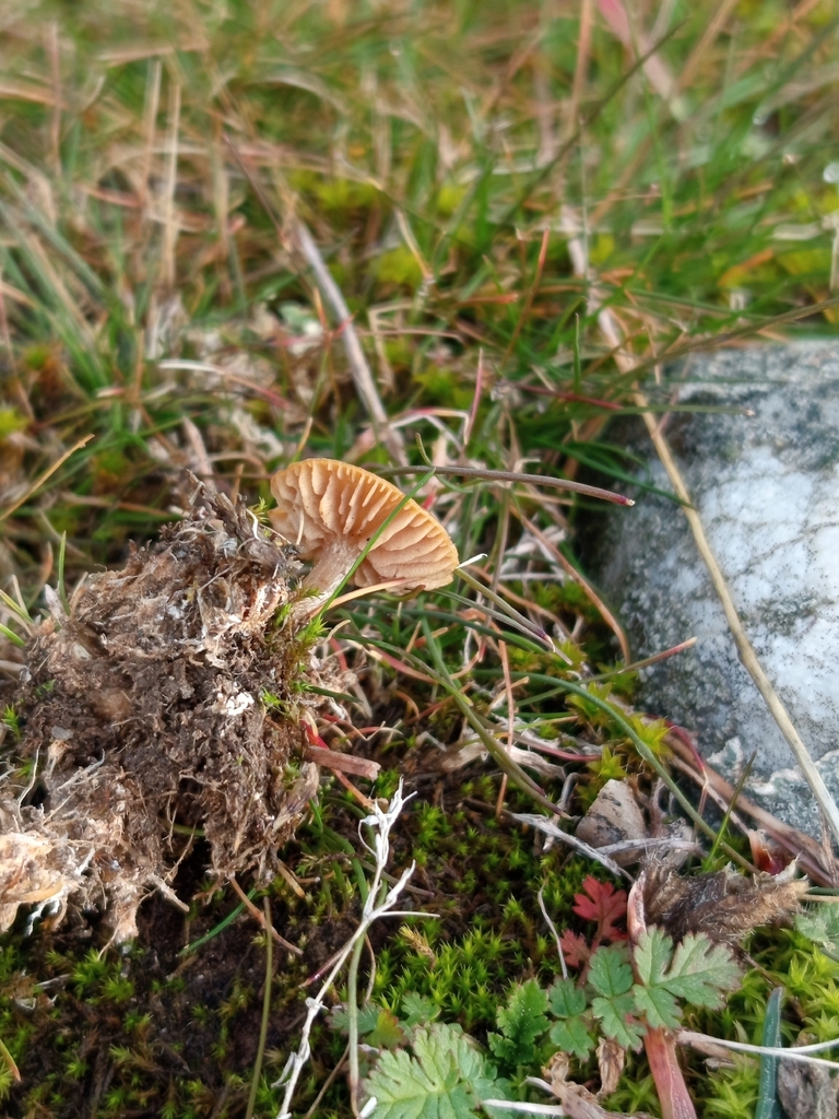 Pseudolaccaria pachyphylla