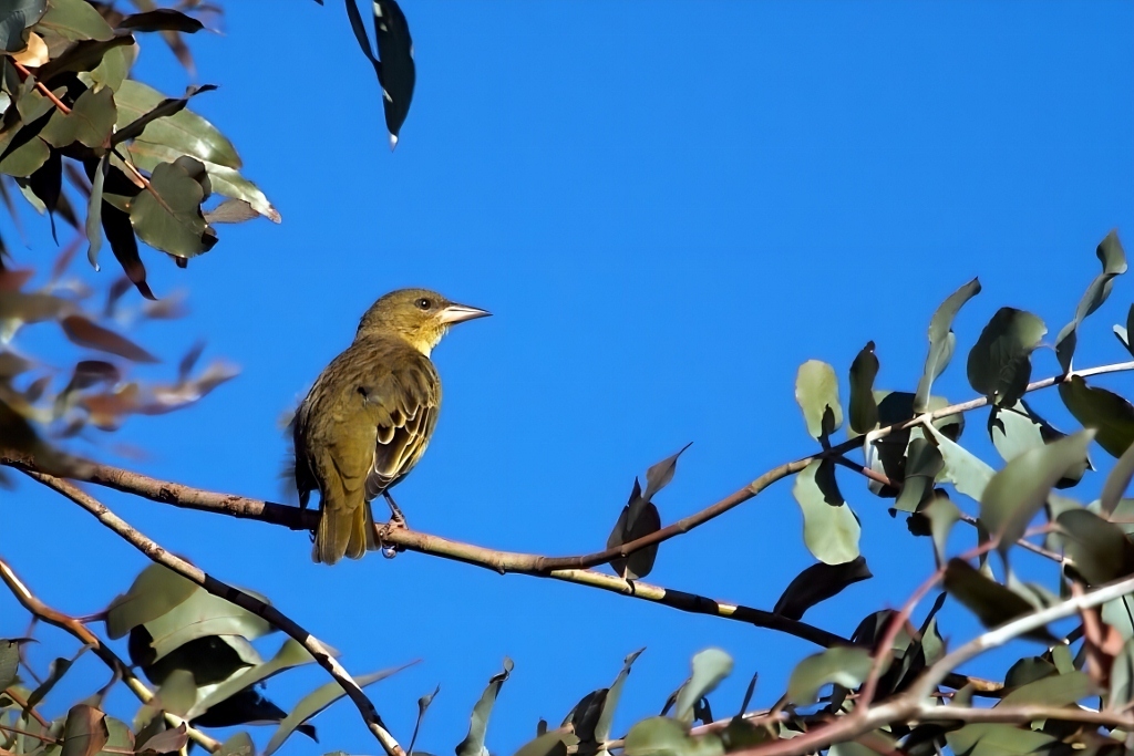 Cape Weaver (Ploceus capensis), photo 2