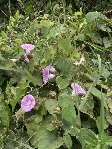 Argyreia capitiformis observed 2026-01-24