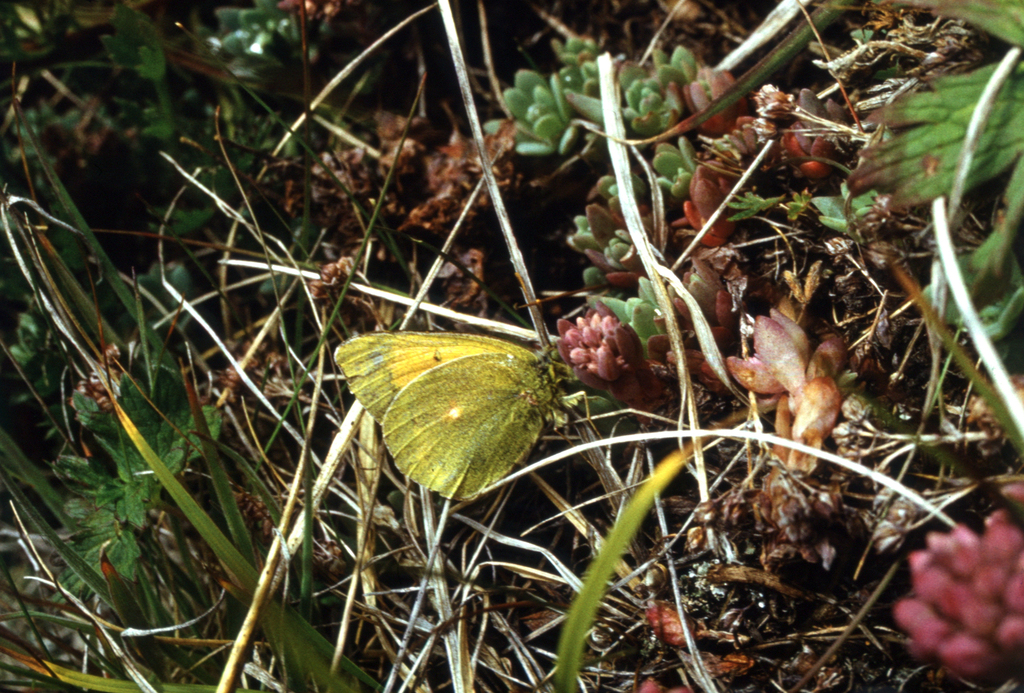 Hylotelephium cyaneum; photograph (c) Oleg Kosterin, some rights reserved (CC BY)
