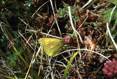 Hylotelephium cyaneum