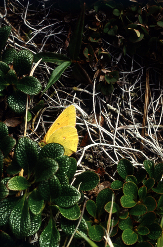 alpine bearberry (Arctous alpina)