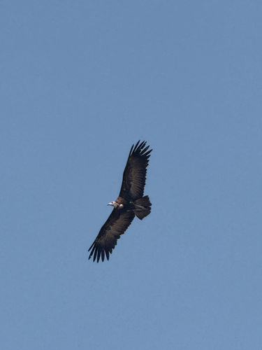 Hooded Vulture