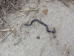 Farancia erytrogramma erytrogramma