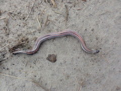 Farancia erytrogramma erytrogramma