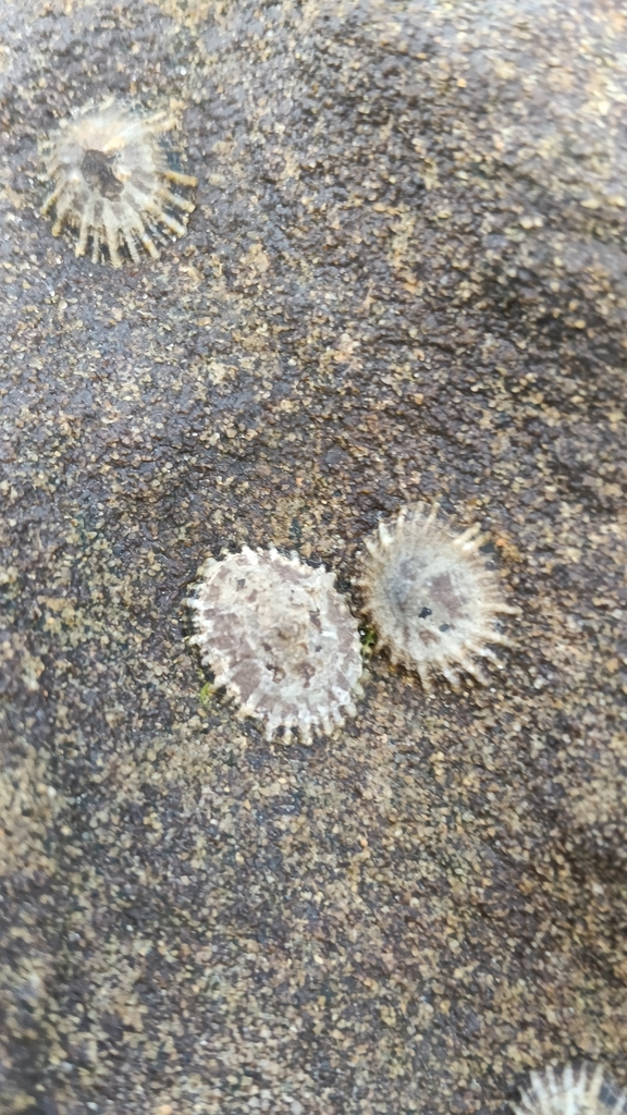 Denticulated Siphon Shell from Alexandra Pde at Wilkes Family Park ...