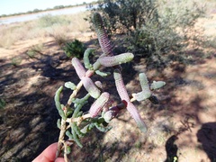 Tecticornia verrucosa