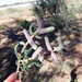Tecticornia verrucosa - Photo (c) caliologist,  זכויות יוצרים חלקיות (CC BY-NC-SA), הועלה על ידי caliologist