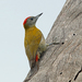 Olive Woodpecker - Photo (c) Nigel Voaden, some rights reserved (CC BY-SA)