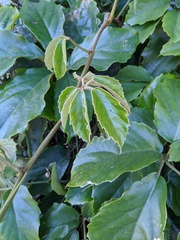 Tetrastigma voinierianum