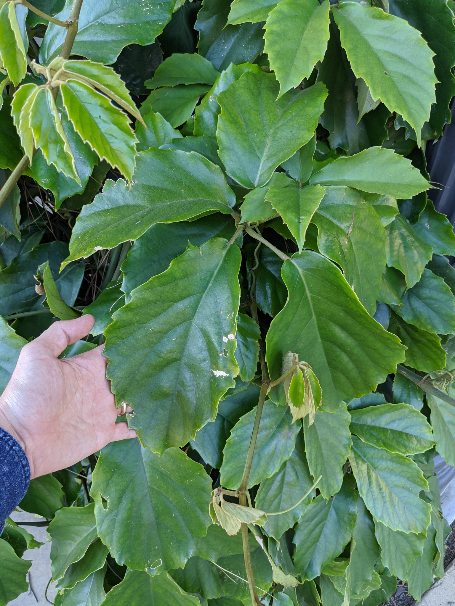 Tetrastigma voinierianum  iNaturalist