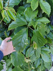 Tetrastigma voinierianum