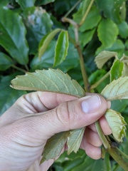 Tetrastigma voinierianum