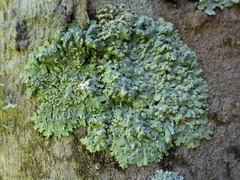 Physcia tribacioides