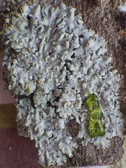 Physcia tribacioides