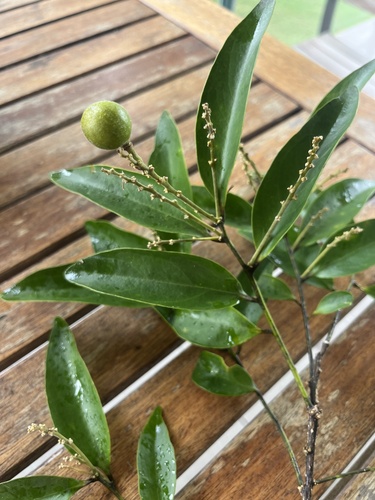 Xanthophyllum octandrum observed 2026-01-24