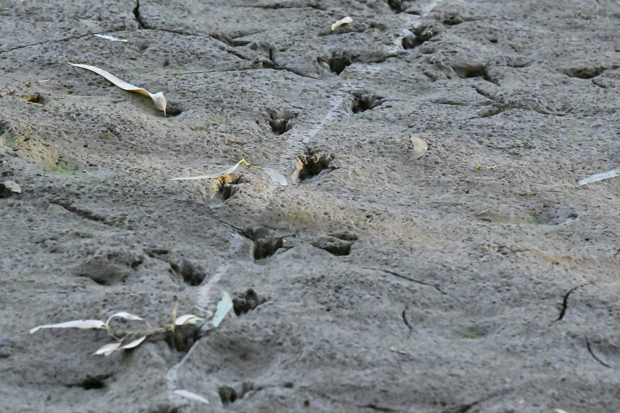 Crocodylus johnstoni