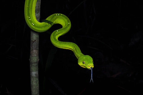 Southern Green Python