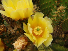 (c) Duarte Frade, some rights reserved (CC BY) Opuntia puberula, photograph (c) Duarte Frade, some rights reserved (CC BY)
