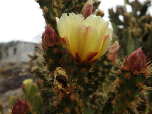 Opuntia puberula, photograph 5