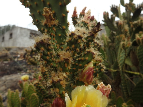 Opuntia puberula, photograph 6