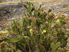 (c) Duarte Frade, some rights reserved (CC BY) Opuntia puberula, photograph (c) Duarte Frade, some rights reserved (CC BY)