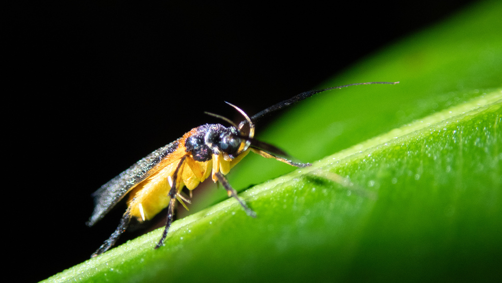 Winged and Once-winged Insects from Tambopata National Reserve, Right ...