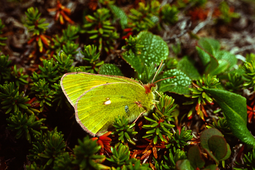 Colias hyperborea