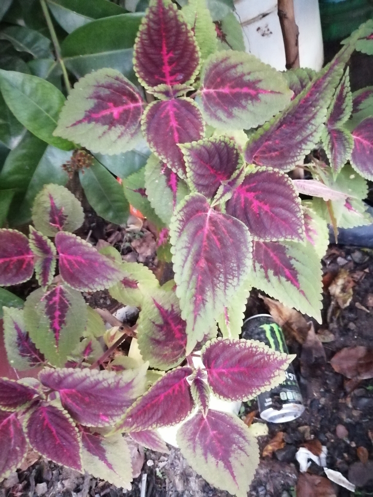 Coleus
