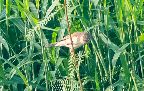 Clamorous Reed Warbler (Acrocephalus stentoreus), photo 2