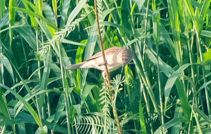 Clamorous Reed Warbler (Acrocephalus stentoreus), photo 2
